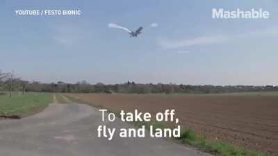 DON'T YOU JUST LOVE BIRD WATCHING?