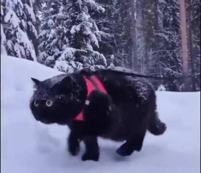 That cat is in hunt mode.