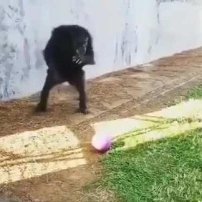 Monke kind will takeover the world of soccer