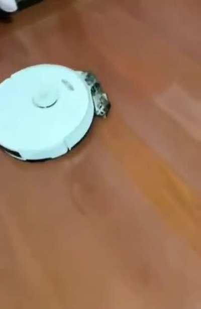 Vicious machine attacks a cat