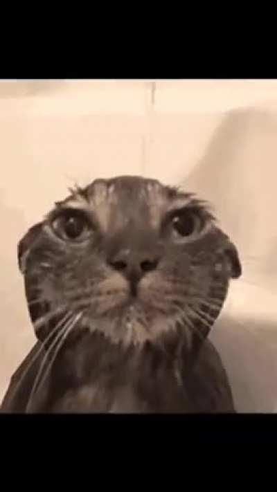 🐱💦