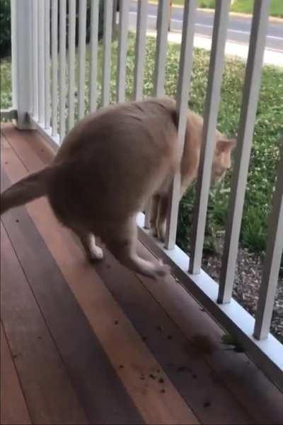 HMF as I go thru the railing