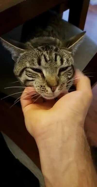 Chin scritches=best scritches?