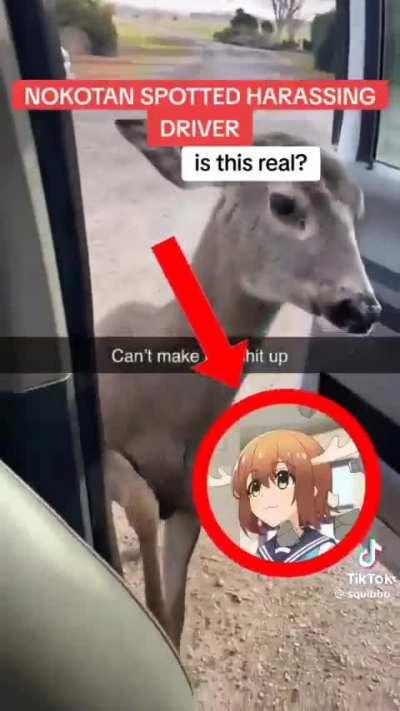 The Dark side of Noko