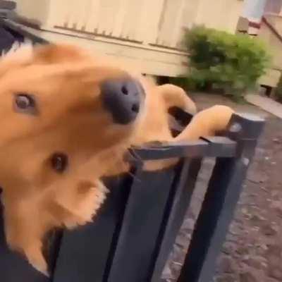 I think of it had voice it really would sound like that