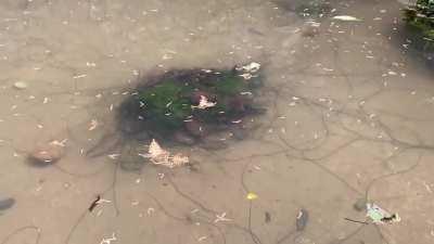 Nematomorpha aka horsehair worms