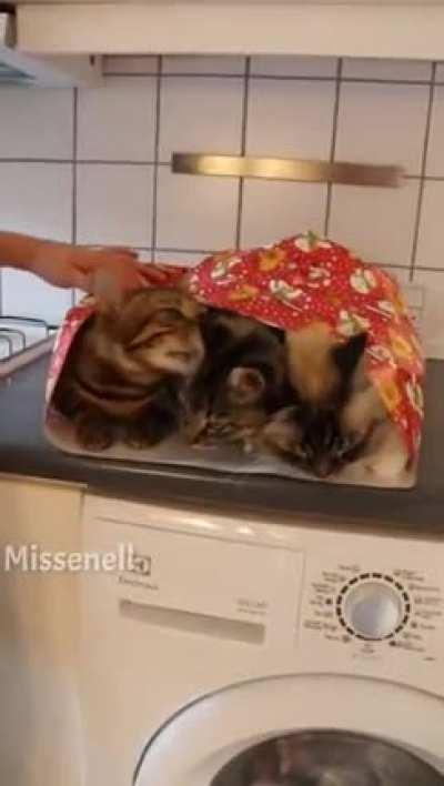 How to wrap your cats for Christmas 🎄