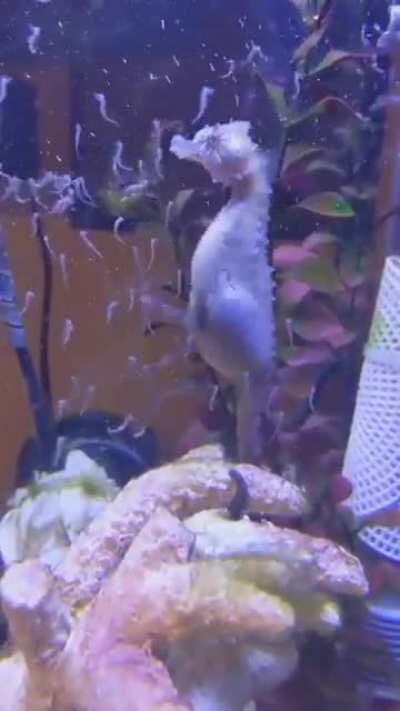 Thanks, I hate seahorse birth