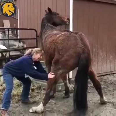 Can't watch 🙈🐴