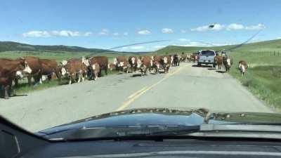 Staying at the RV lately, COVID has sure changed my commute!