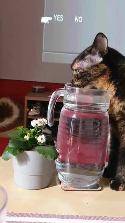 She's in charge of watering my plant