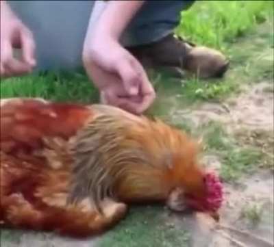 Chickens become hypnotized when a line is drawn in front of them.