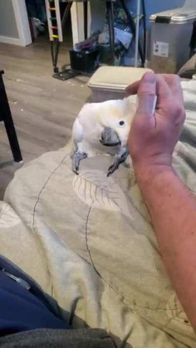 does anyone else's cockatoo sit on their butt?
