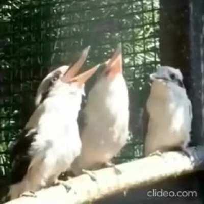 The subreddit telling me to 