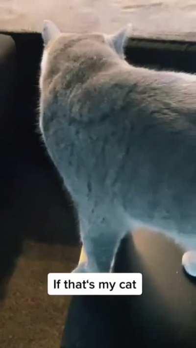 “So I saw my cat outside...”