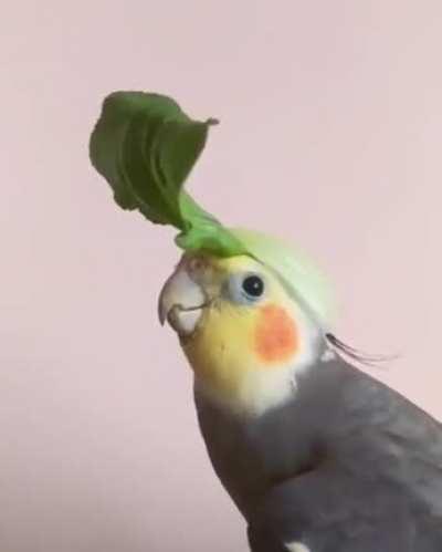 Little birb proud of his party hat
