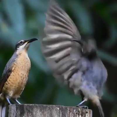 This juvenile male Victoria rifle bird failed to impress this female while practicing the mating dance