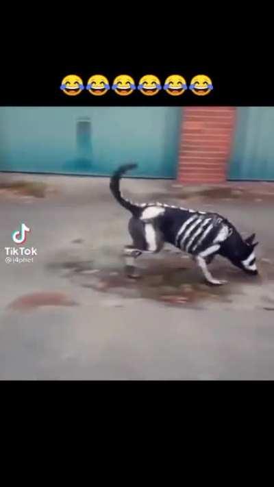 😂😂 some one paint my dog😂😂 upvote Po kuya Kristian