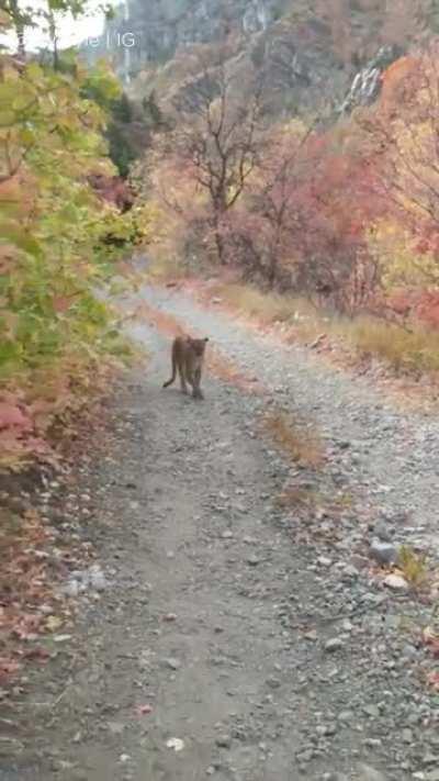 Cougar stalks man for 6 minutes during run