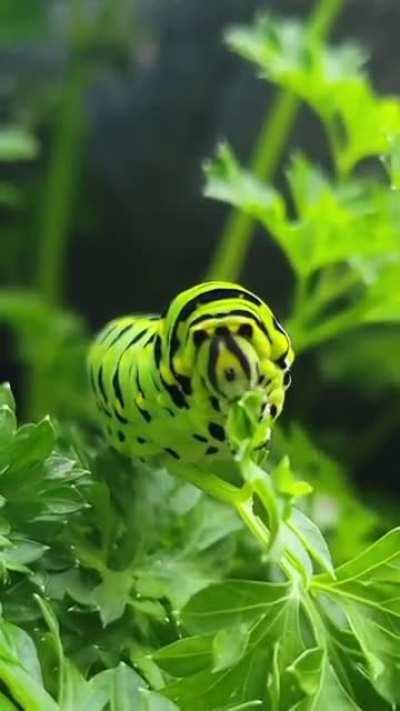 The Very Hungry Caterpillar