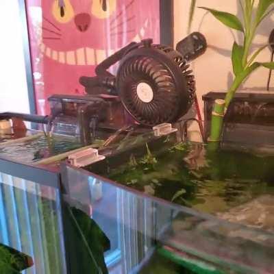 Having to use all my fans and constant ice packs just to keep my fish from cooking in the heat wave...