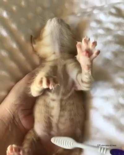 Illegally smol brush addicted criminal