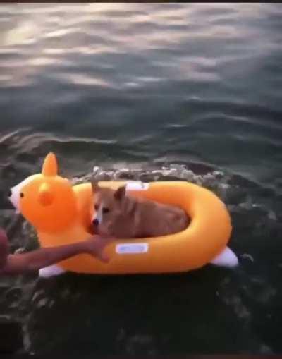 Corgi in a corgi floatie