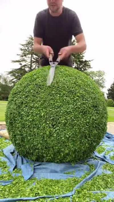 Trimming a boxwood ball.