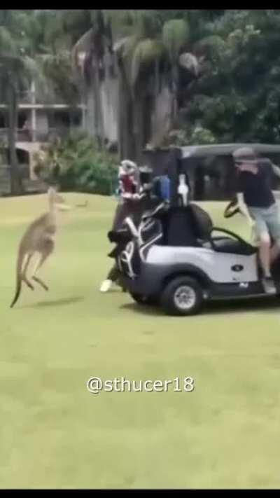 Kangaroo power