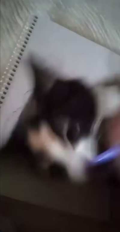 Losercity intervention