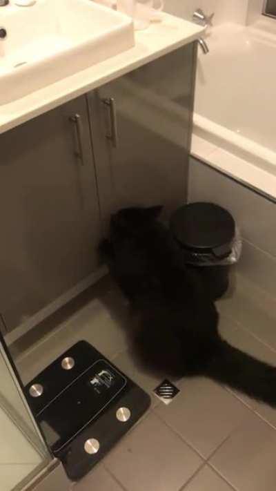 Can you hear the neediness in his trill before the meow? Cause it’s his routine to be this needy at night