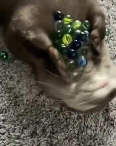 Otterly Marbleous (sound on)