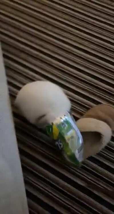 A day in the life of Ralph.