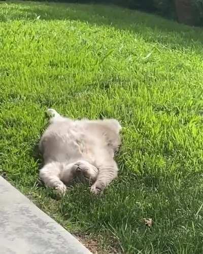 Compiling.....................