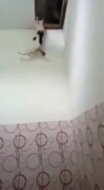 Yullalol - Video #4381