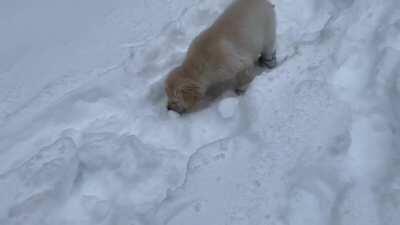 It hardly ever snows where I live so I didn't think I was going to need to get puppy booties. Turns out nature is as surprising as I am crafty, I improvised these out of socks and hair ties! Now he can go potty without freezing his lil toe beans off