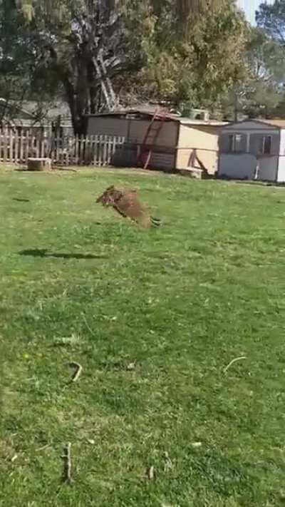 🔥 RedTail Hawk fought my wife for a chicken (Hawk is OK)
