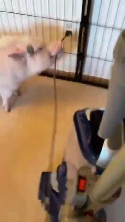 Pig doesn't like the vacuum cleaner