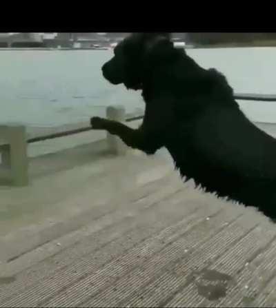 Hold my Milk-Bone…