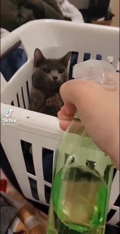 sIcK fUCk hOldS CAT AT GUn PoInT!1!1