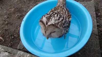 Thirsty owl enjoying some delicious water.