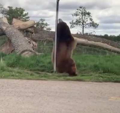 Грациозная стриптизёрша