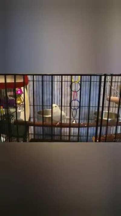 For those who are interested I've made a little video of how Aether gets around with one leg 😊