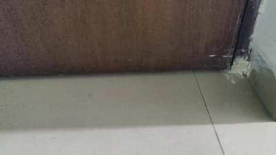 Millie is not allowed in the kitchen. But she really wants to come inside.