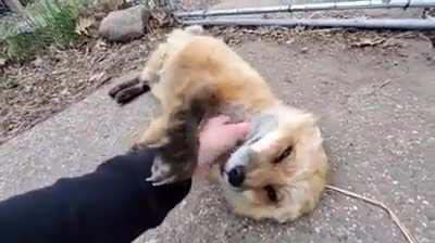 That cute little sound they make!!