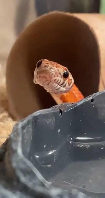 A hydrated queen 🥰