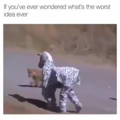 WCGW dressing up like a zebra in a jungle