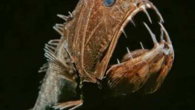 Ocean Creatures That Live in Total Darkness