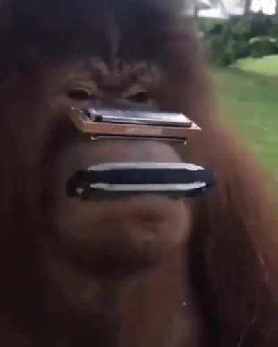 Debería haber una etiqueta que diga monos