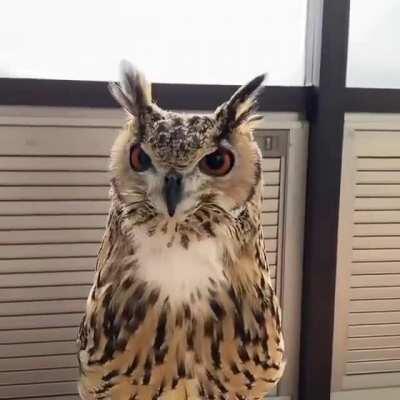 Gorgeous Eagle-Owl has something to say